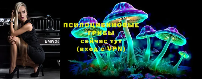 наркота  Новокузнецк  Псилоцибиновые грибы Psilocybe 